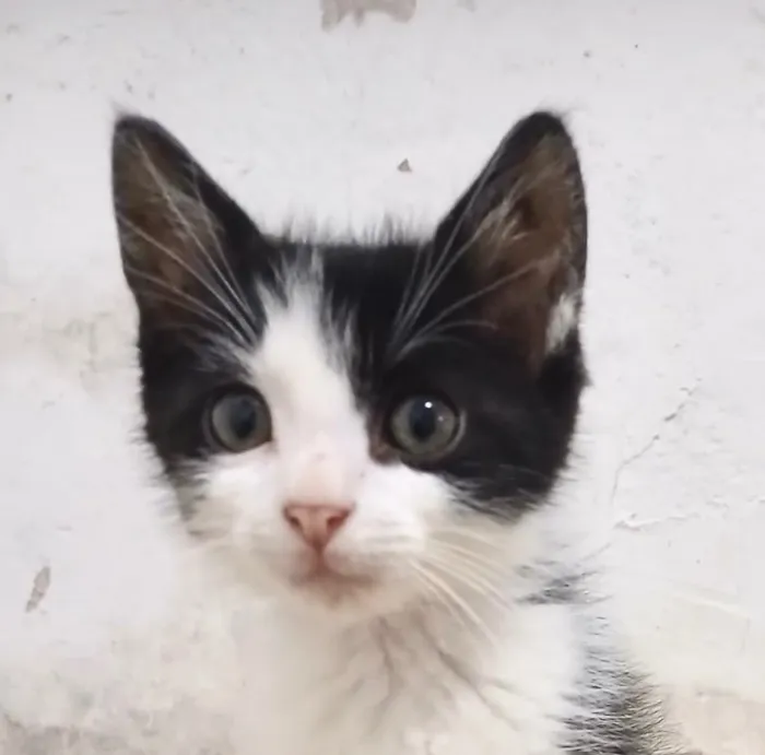 Gato raça SRD-ViraLata idade 2 a 6 meses nome Pingo