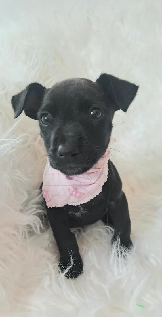 Cachorro raça SRD-ViraLata idade 2 a 6 meses nome Alice
