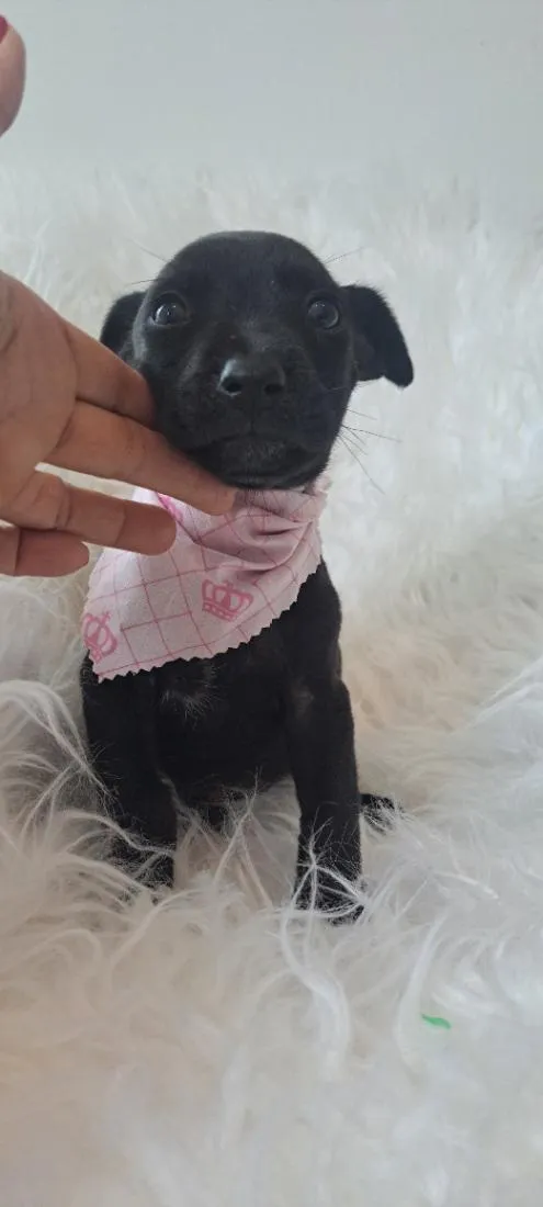 Cachorro raça SRD-ViraLata idade 2 a 6 meses nome Alice