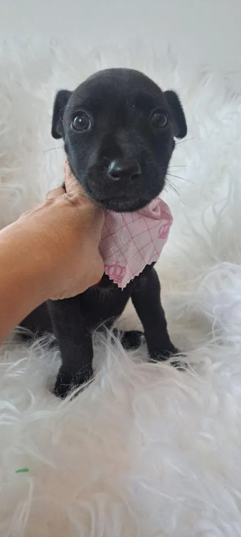 Cachorro raça SRD-ViraLata idade 2 a 6 meses nome Alice