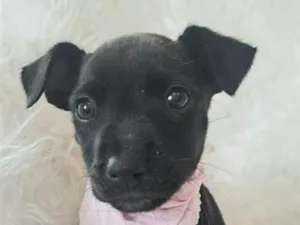 Cachorro raça SRD-ViraLata idade 2 a 6 meses nome Alice