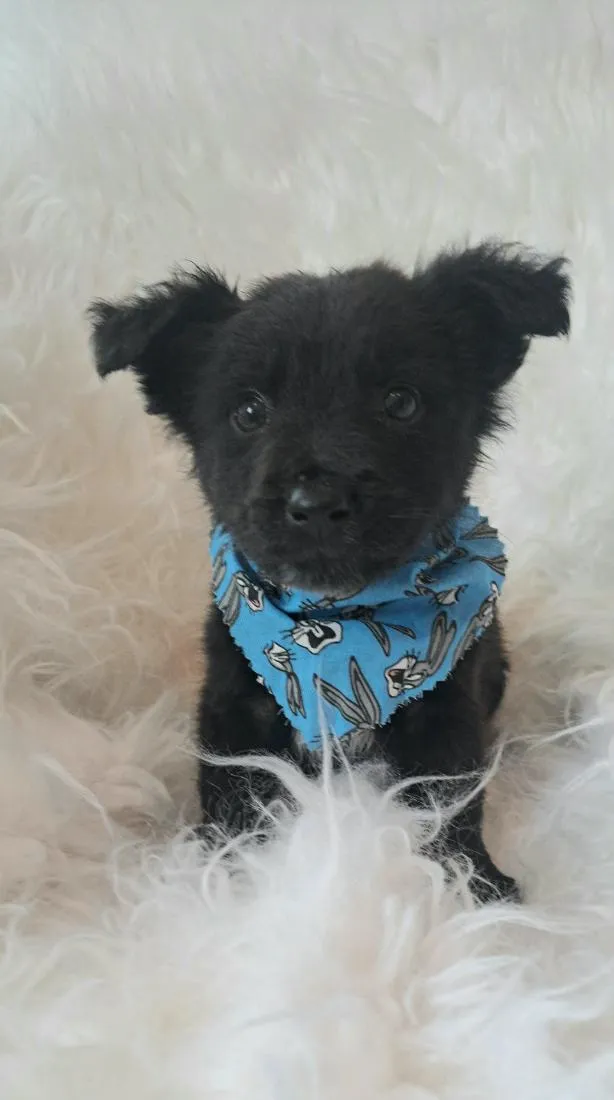 Cachorro raça SRD-ViraLata idade 2 a 6 meses nome Zeca