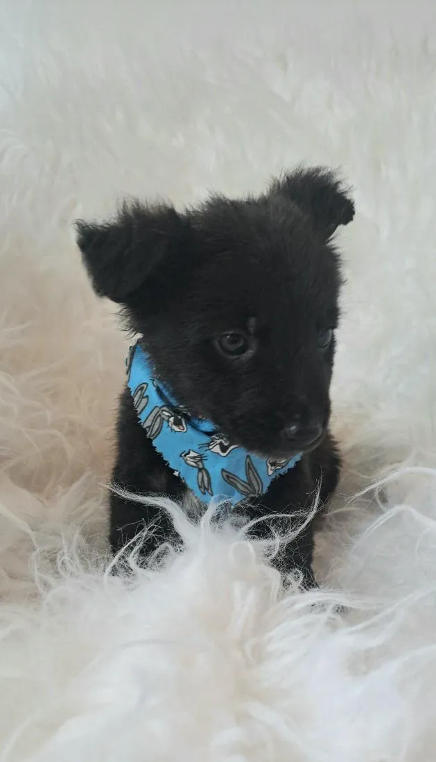 Cachorro raça SRD-ViraLata idade 2 a 6 meses nome Zeca