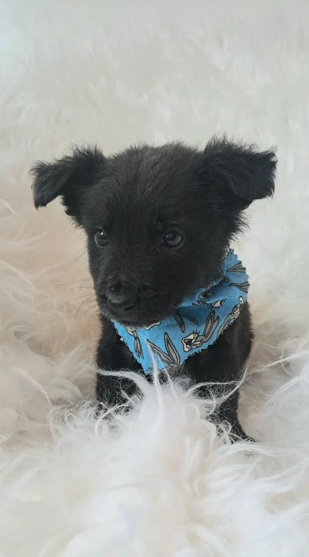 Cachorro raça SRD-ViraLata idade 2 a 6 meses nome Zeca