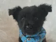 Zeca