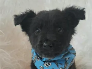 Cachorro raça SRD-ViraLata idade 2 a 6 meses nome Zeca