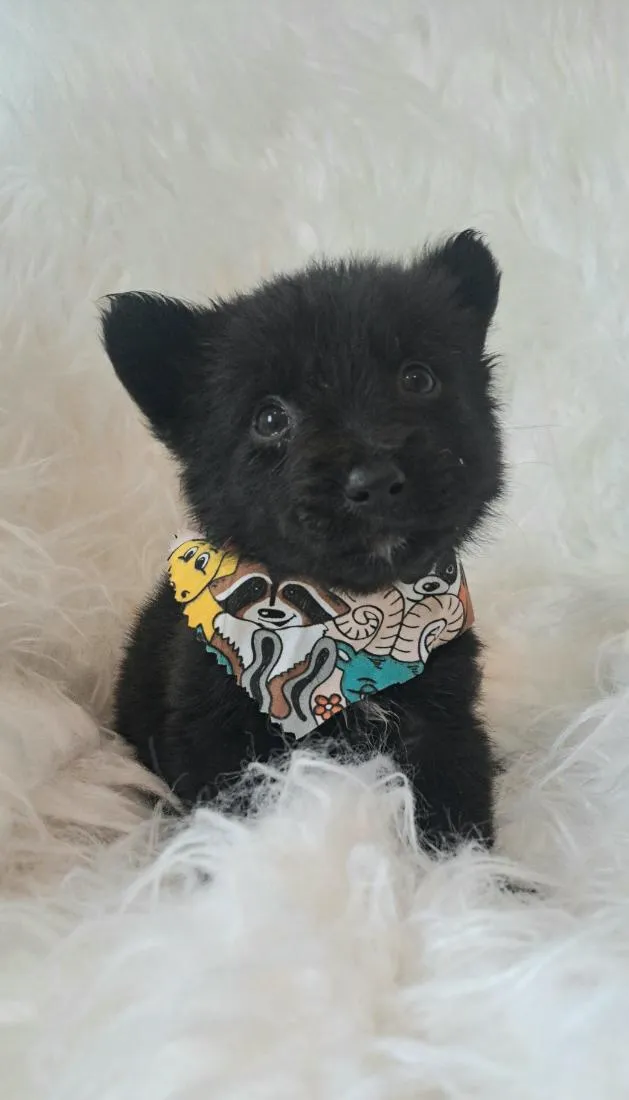 Cachorro raça SRD-ViraLata idade 2 a 6 meses nome Café