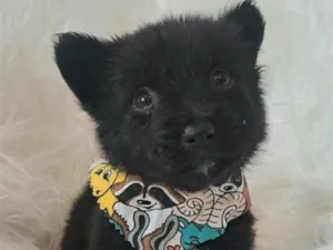 Cachorro raça SRD-ViraLata idade 2 a 6 meses nome Café