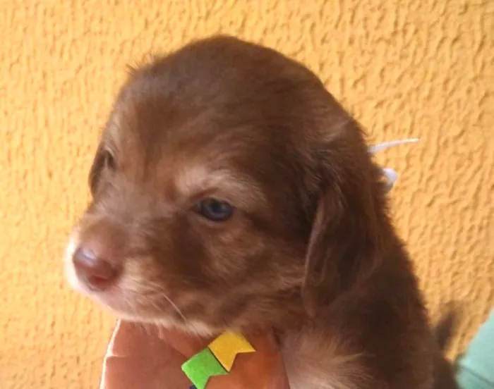 Cachorro raça SRD-ViraLata idade 2 a 6 meses nome Beto