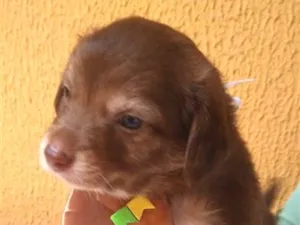Cachorro raça SRD-ViraLata idade 2 a 6 meses nome Beto