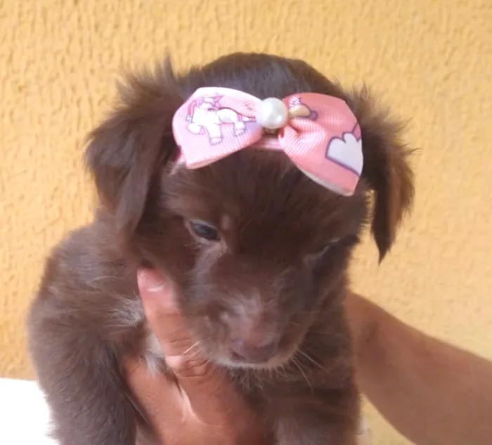 Cachorro raça SRD-ViraLata idade 2 a 6 meses nome Bebel