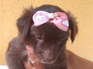 Cachorro raça SRD-ViraLata idade 2 a 6 meses nome Bebel