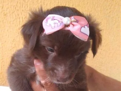 Cachorro raça SRD-ViraLata idade 2 a 6 meses nome Bebel