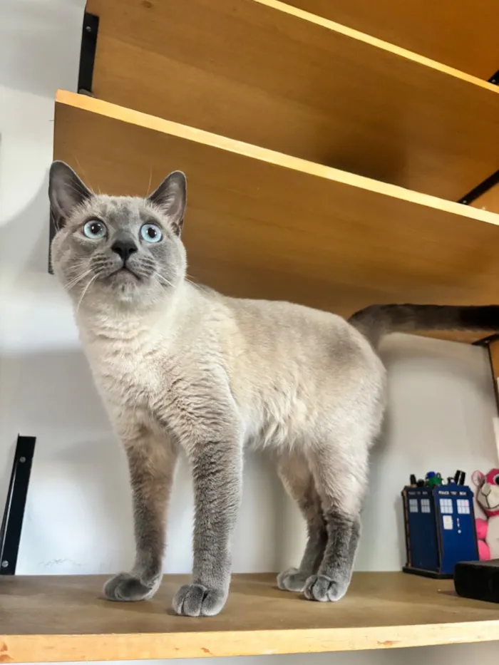 Gato raça Siamês idade 2 anos nome John