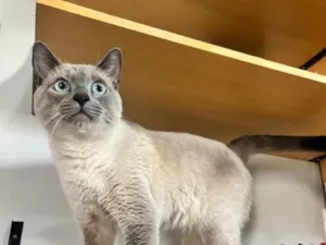 Gato raça Siamês idade 2 anos nome John