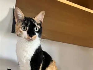Gato raça SRD-ViraLata idade 4 anos nome Vanda