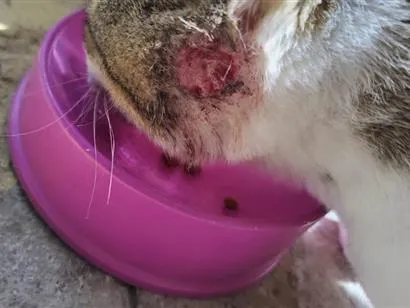 Gato raça Persa idade 1 ano nome migui
