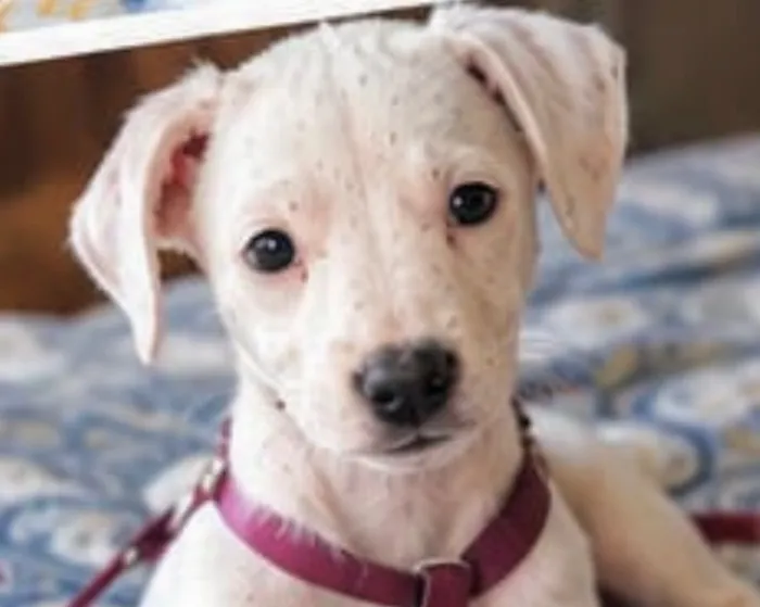 Cachorro raça SRD-ViraLata idade 2 a 6 meses nome Bingo