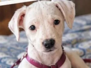 Cachorro raça SRD-ViraLata idade 2 a 6 meses nome Bingo