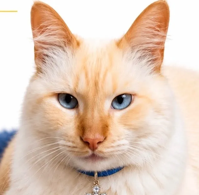 Gato raça SRD-ViraLata idade 3 anos nome Pelucio