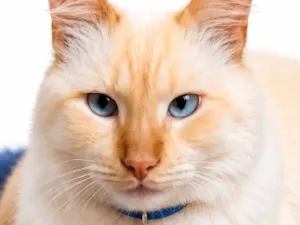 Gato raça SRD-ViraLata idade 3 anos nome Pelucio