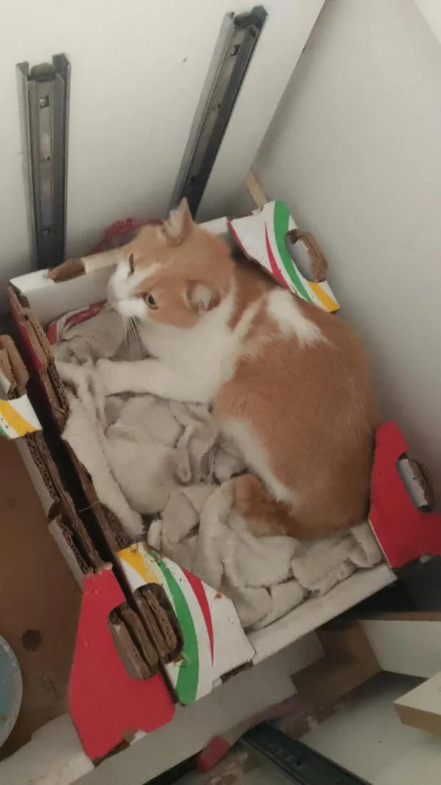 Gato raça SRD-ViraLata idade 7 a 11 meses nome ruiva