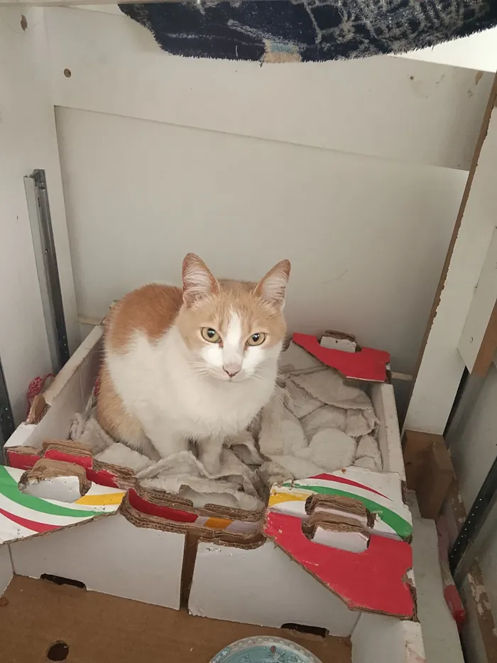 Gato raça SRD-ViraLata idade 7 a 11 meses nome ruiva