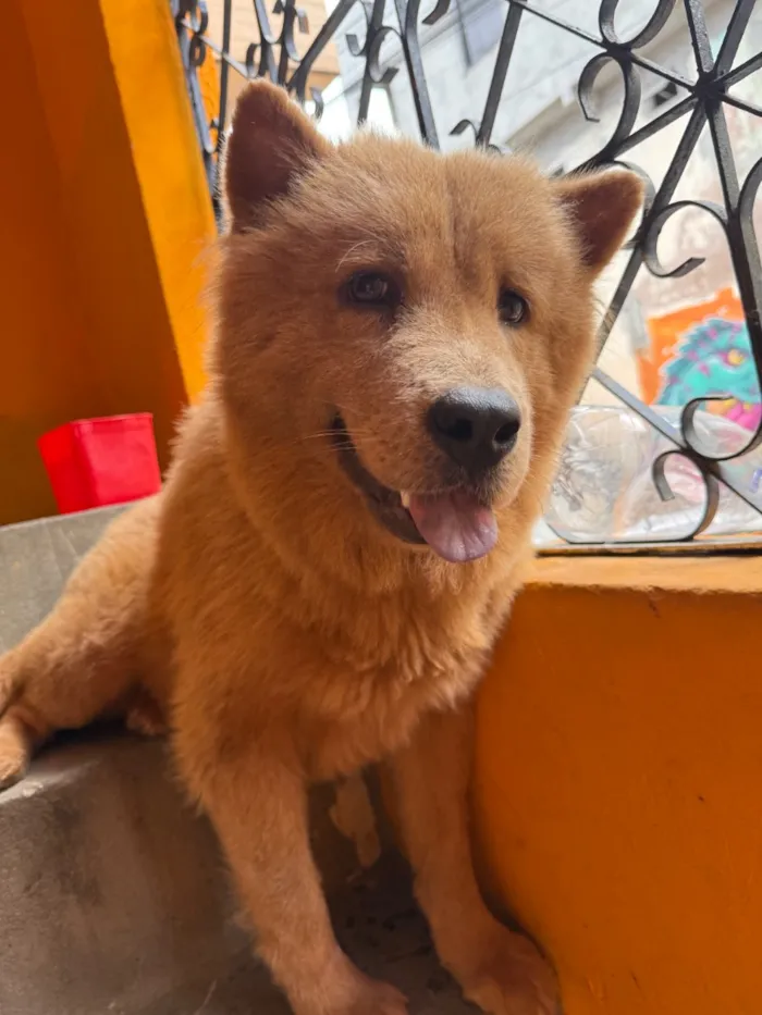 Cachorro raça SRD-ViraLata idade 2 anos nome Zoe e crystal 