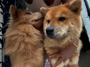 Cachorro raça SRD-ViraLata idade 2 anos nome Zoe e crystal 