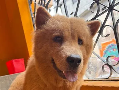 Cachorro raça SRD-ViraLata idade 2 anos nome Zoe e crystal 