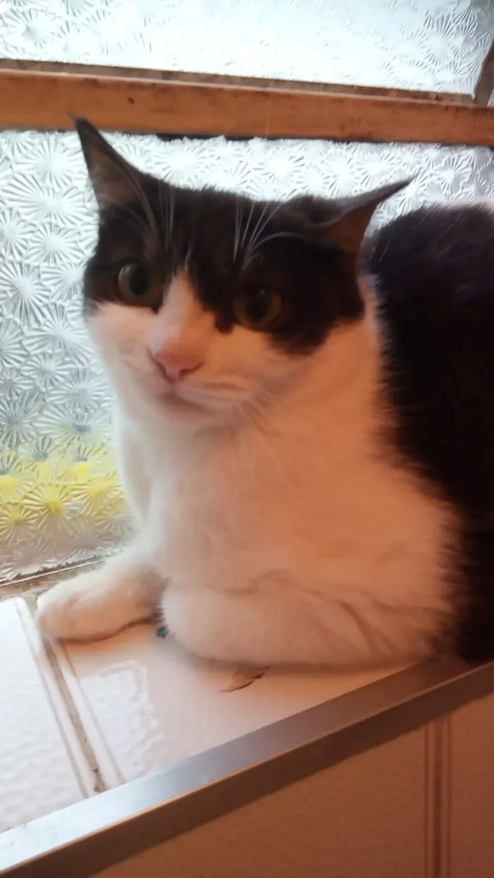 Gato raça SRD-ViraLata idade 2 a 6 meses nome frajola  gata