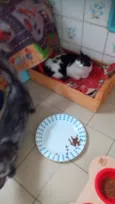 frajola  gata