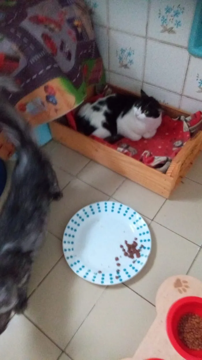 Gato raça SRD-ViraLata idade 2 a 6 meses nome frajola  gata