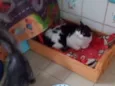 frajola  gata