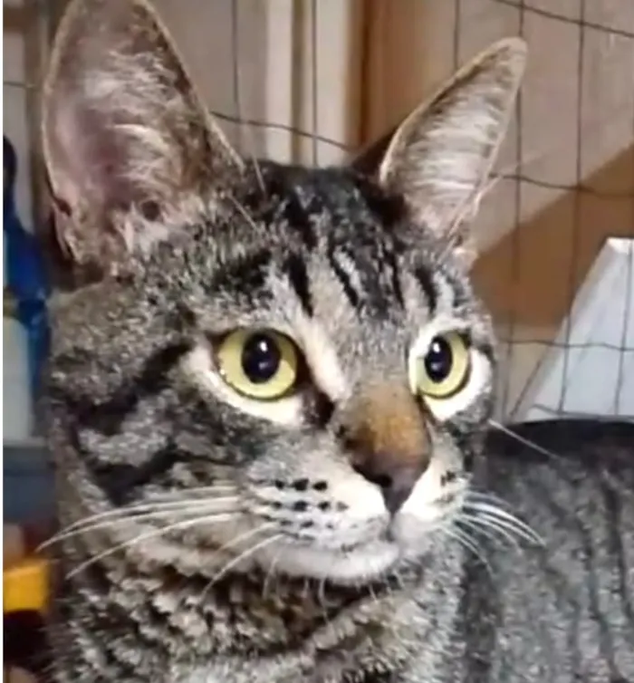 Gato raça SRD-ViraLata idade 2 a 6 meses nome Fred