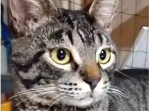 Gato raça SRD-ViraLata idade 2 a 6 meses nome Fred