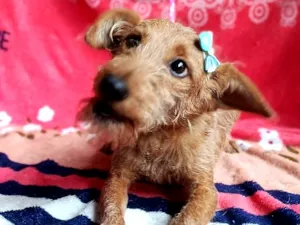 Cachorro raça SRD-ViraLata idade 2 a 6 meses nome Mavie 