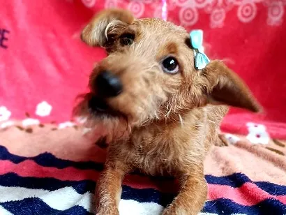 Cachorro raça SRD-ViraLata idade 2 a 6 meses nome Mavie 
