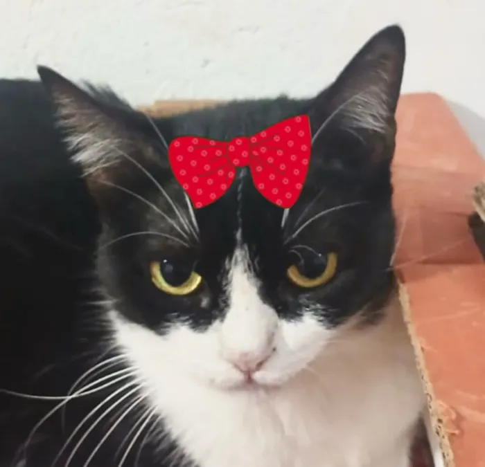 Gato raça SRD-ViraLata idade 1 ano nome Minnie