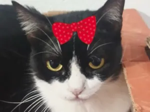 Gato raça SRD-ViraLata idade 1 ano nome Minnie