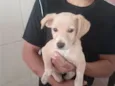 polar