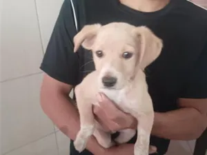 Cachorro raça SRD-ViraLata idade 2 a 6 meses nome polar