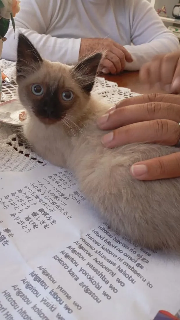 Gato raça SRD-ViraLata idade 2 a 6 meses nome ciamesa 