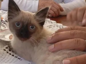 Gato raça SRD-ViraLata idade 2 a 6 meses nome ciamesa 