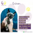 Ethan