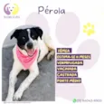 Pérola