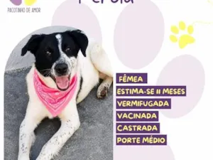 Cachorro raça SRD-ViraLata idade 7 a 11 meses nome Pérola