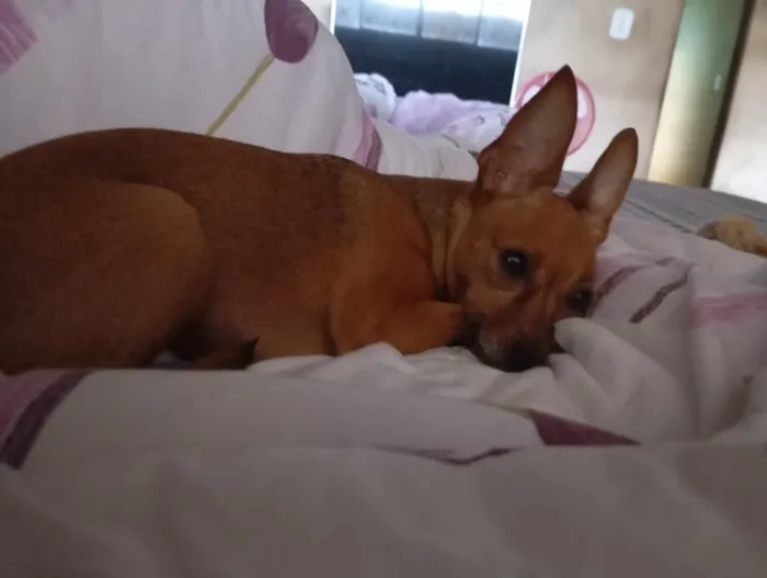 Cachorro raça Pinscher idade 6 ou mais anos nome nina