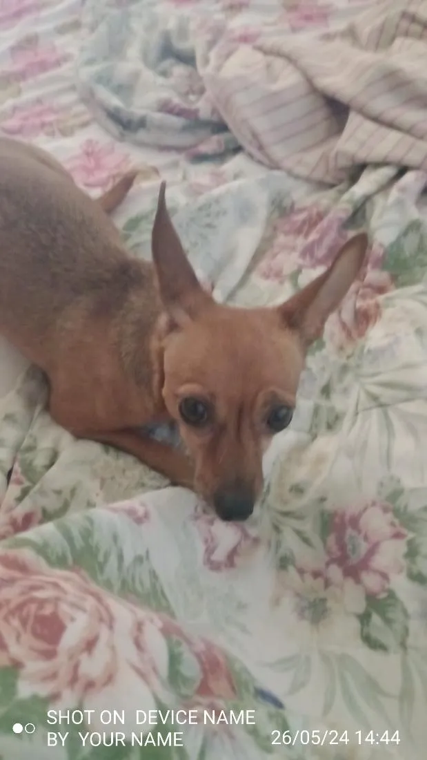Cachorro raça Pinscher idade 6 ou mais anos nome nina