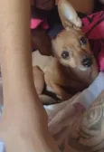 nina